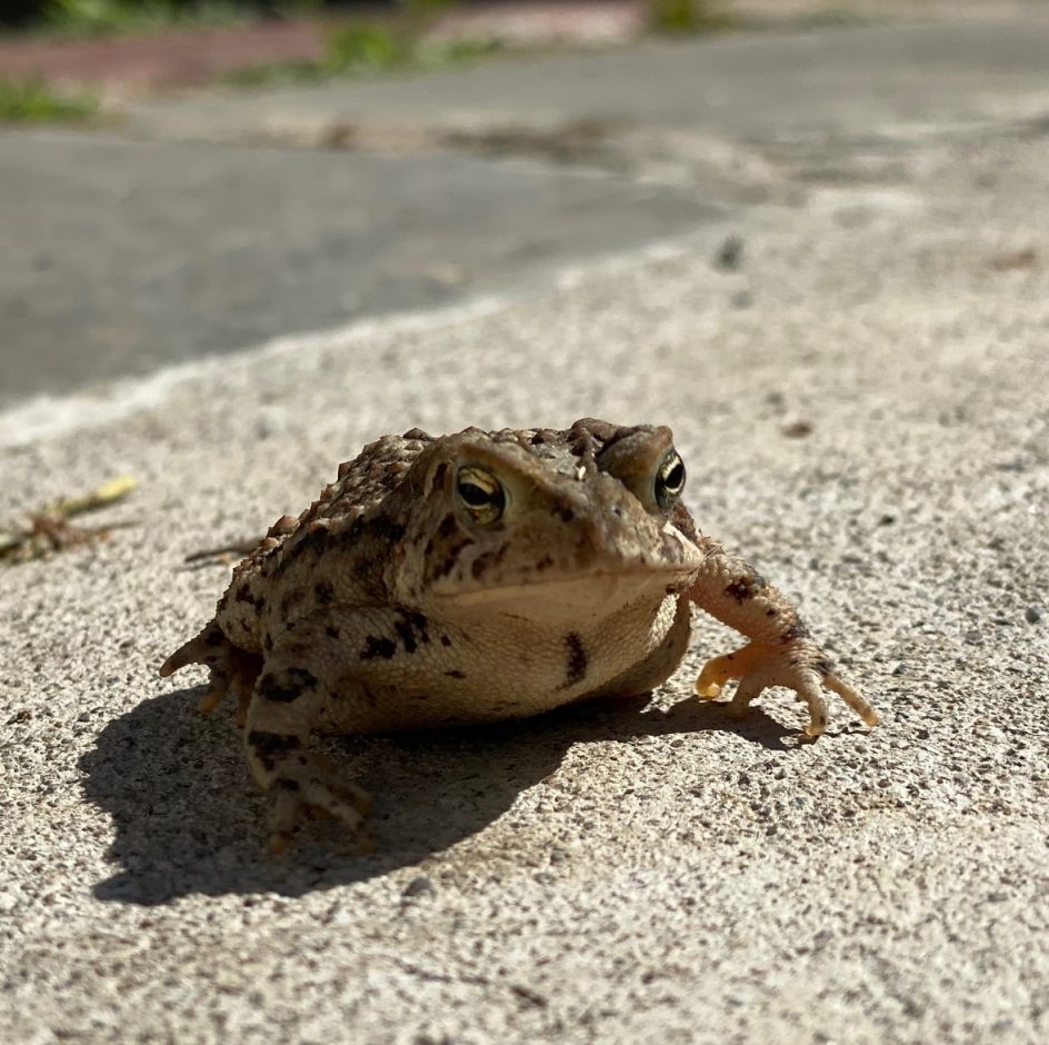 Breakfast With A Toad - Bedlam Farm