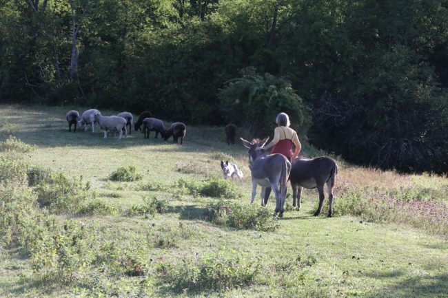 Morning Chores Bedlam Farm