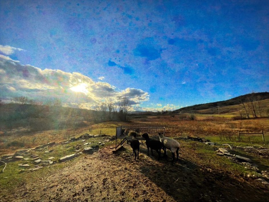 Morning Glory Christmas Plans. Living In The Moment Bedlam Farm