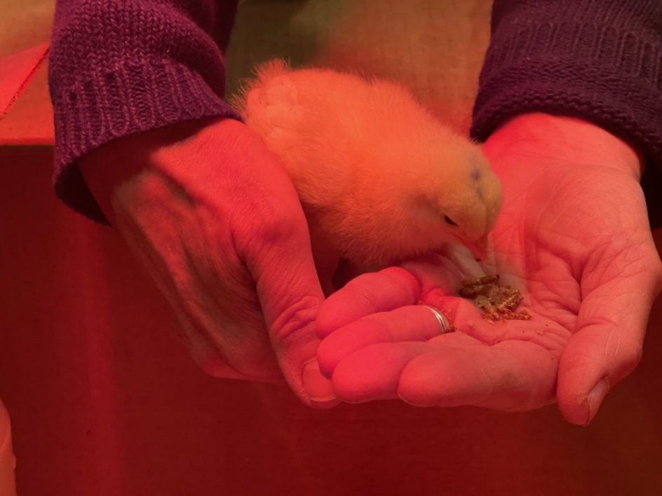 getting-to-know-kitty-and-anne-what-do-we-want-our-chickens-to-be