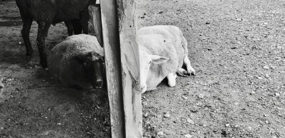 Two Sheep In The Heat - Bedlam Farm