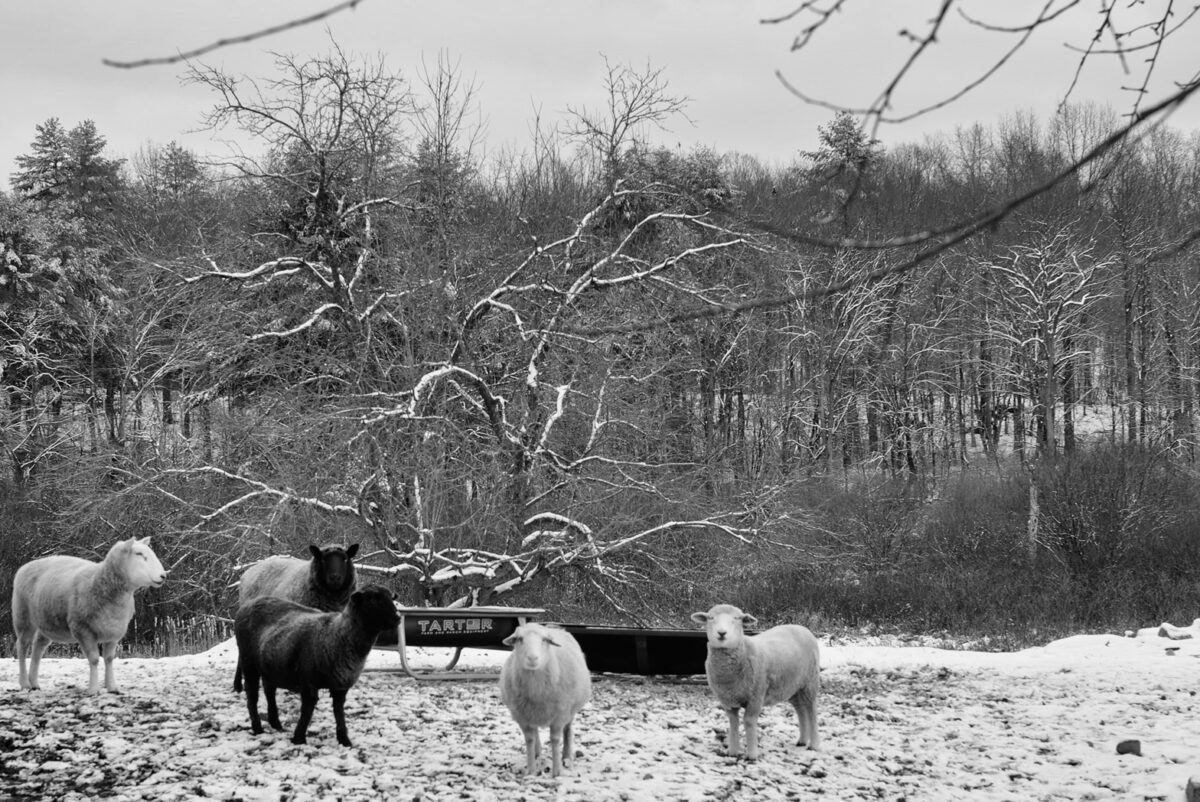 the-winter-pasture-cont-getting-more-beautiful-by-the-day-bedlam-farm