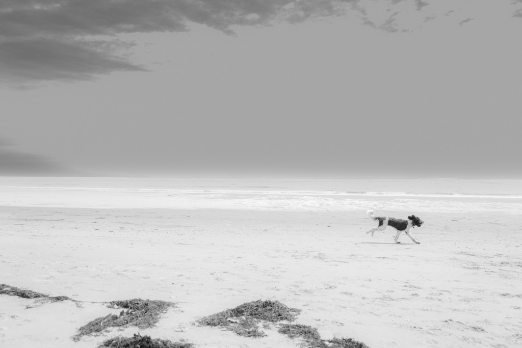 journal-reverie-dogs-on-the-beach-bedlam-farm