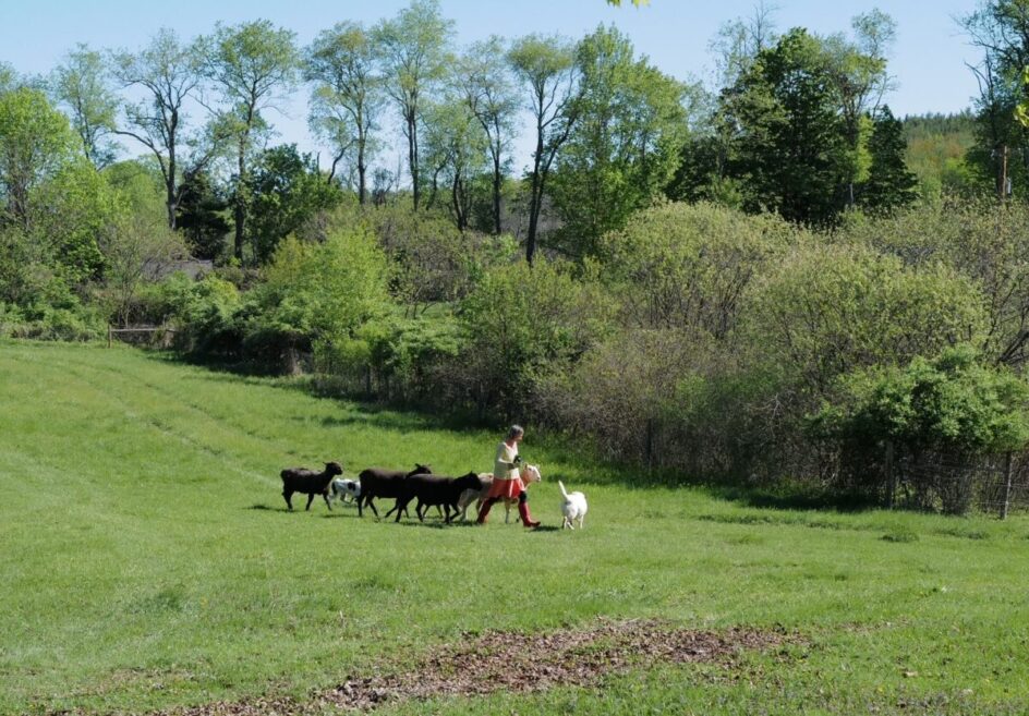 the-good-shepherd-bedlam-farm