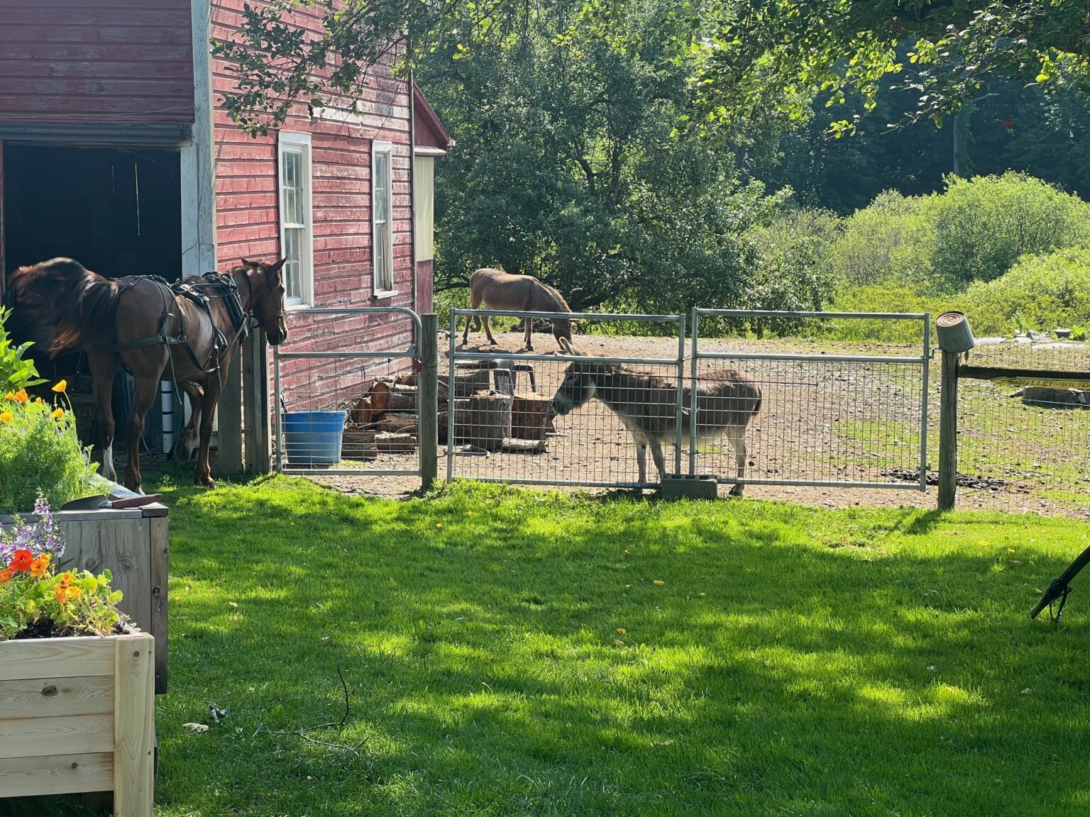 the-happy-return-of-the-amish-to-bedlam-farm-wool-skirting-day-lulu