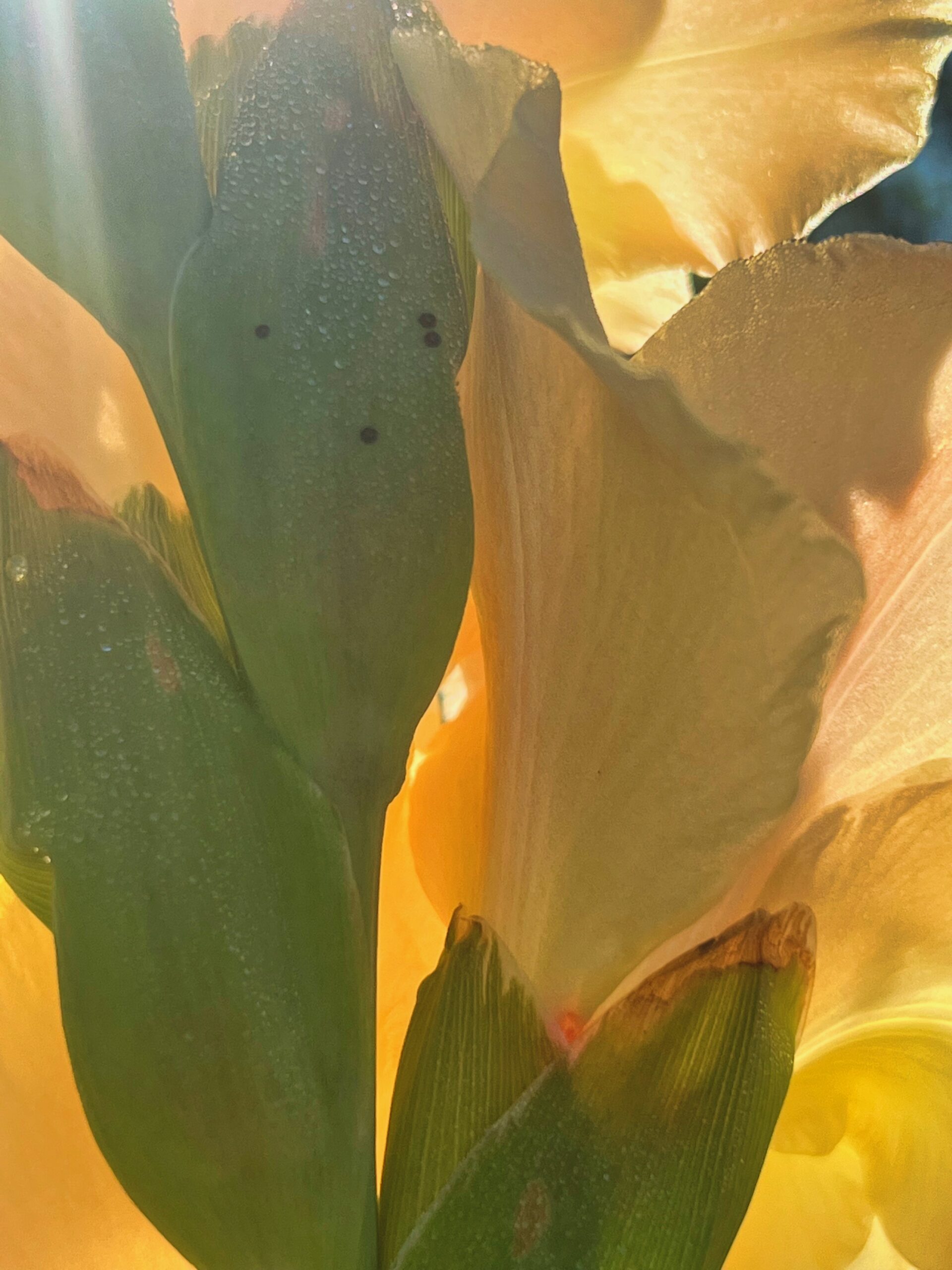 sunrise-in-my-garden-colors-are-the-smiles-of-nature-start-the-day