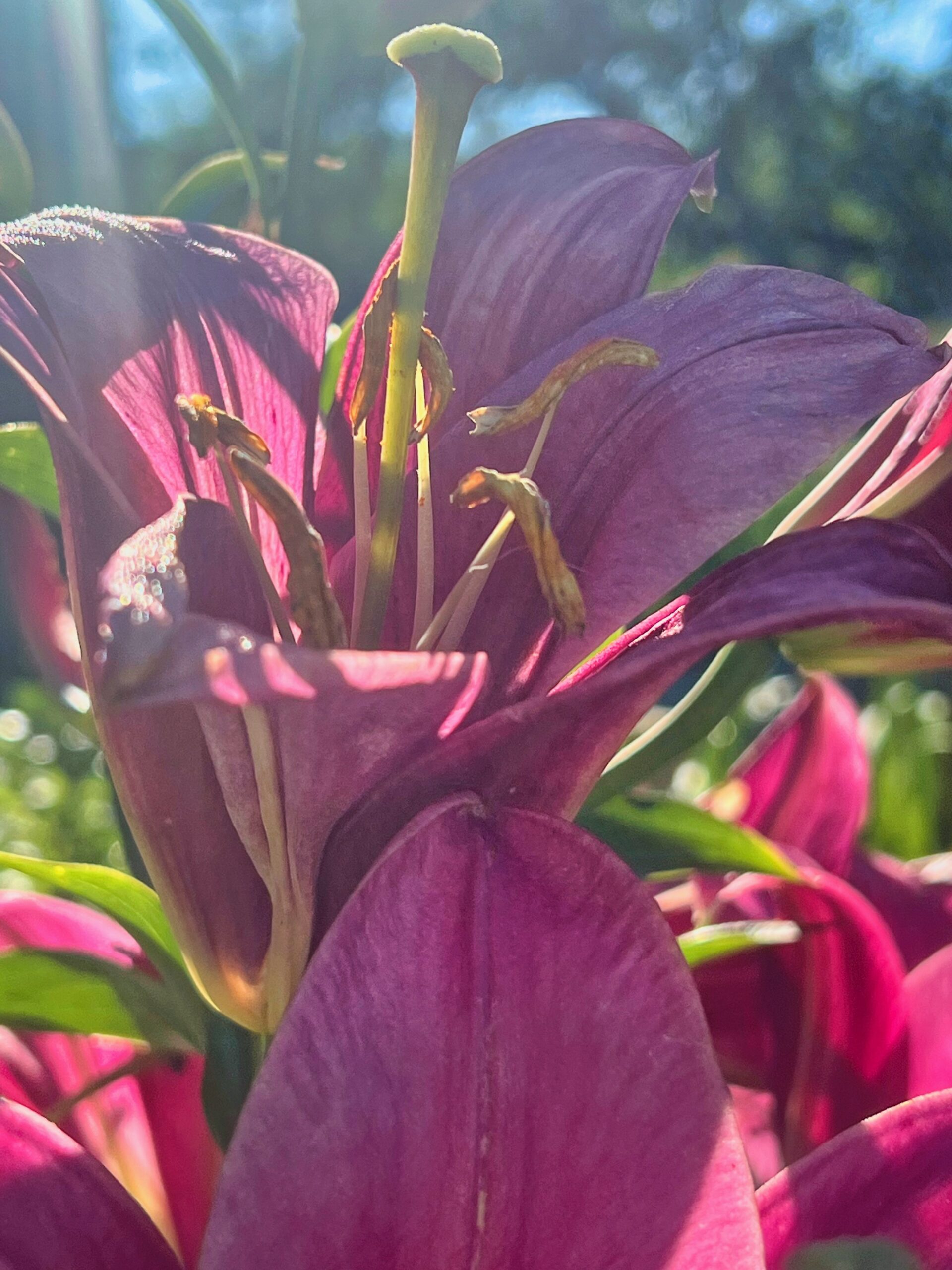 sunrise-in-my-garden-colors-are-the-smiles-of-nature-start-the-day