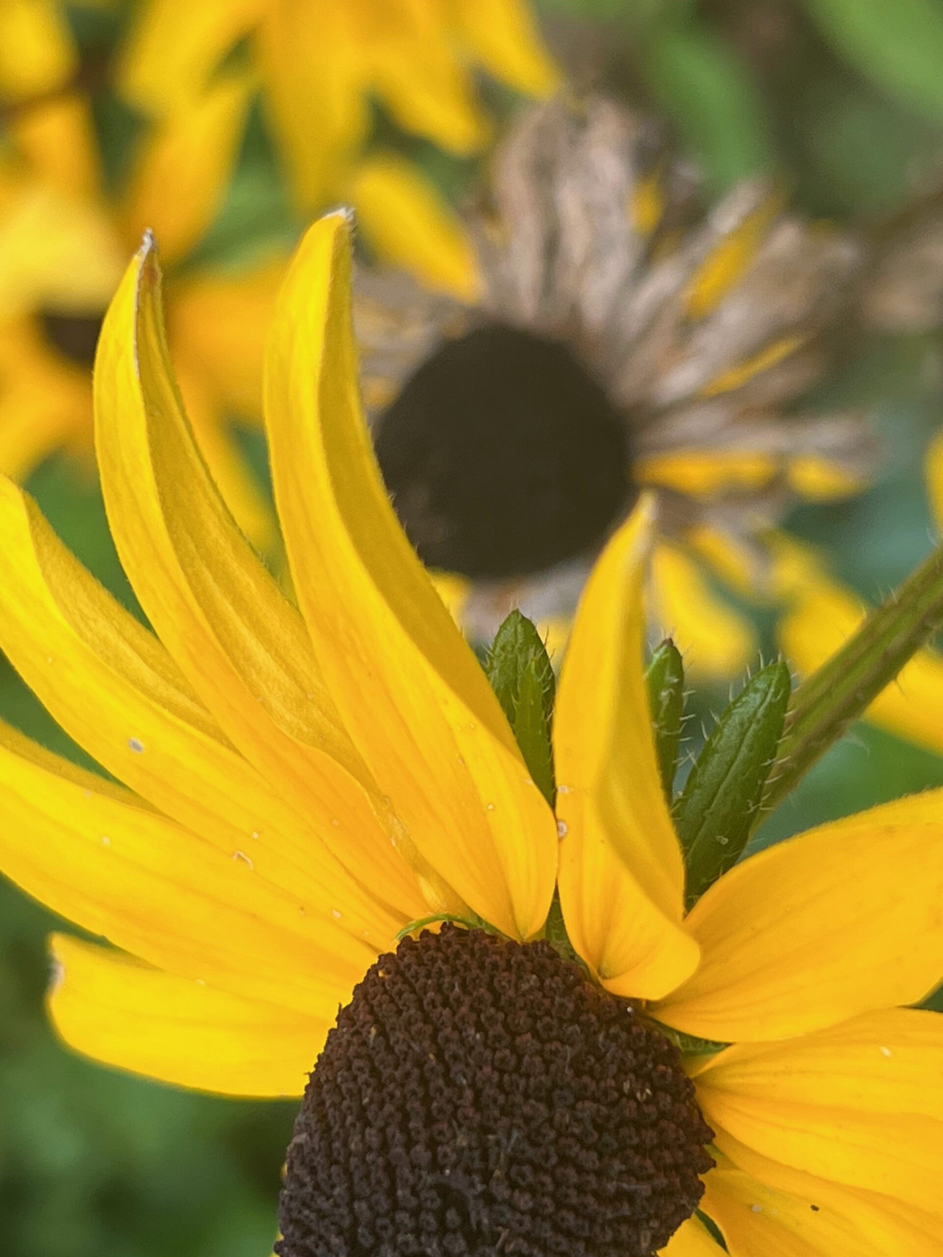 Intimations Of Fall. The Flowers Speak, The Flowers Cry, Some Are