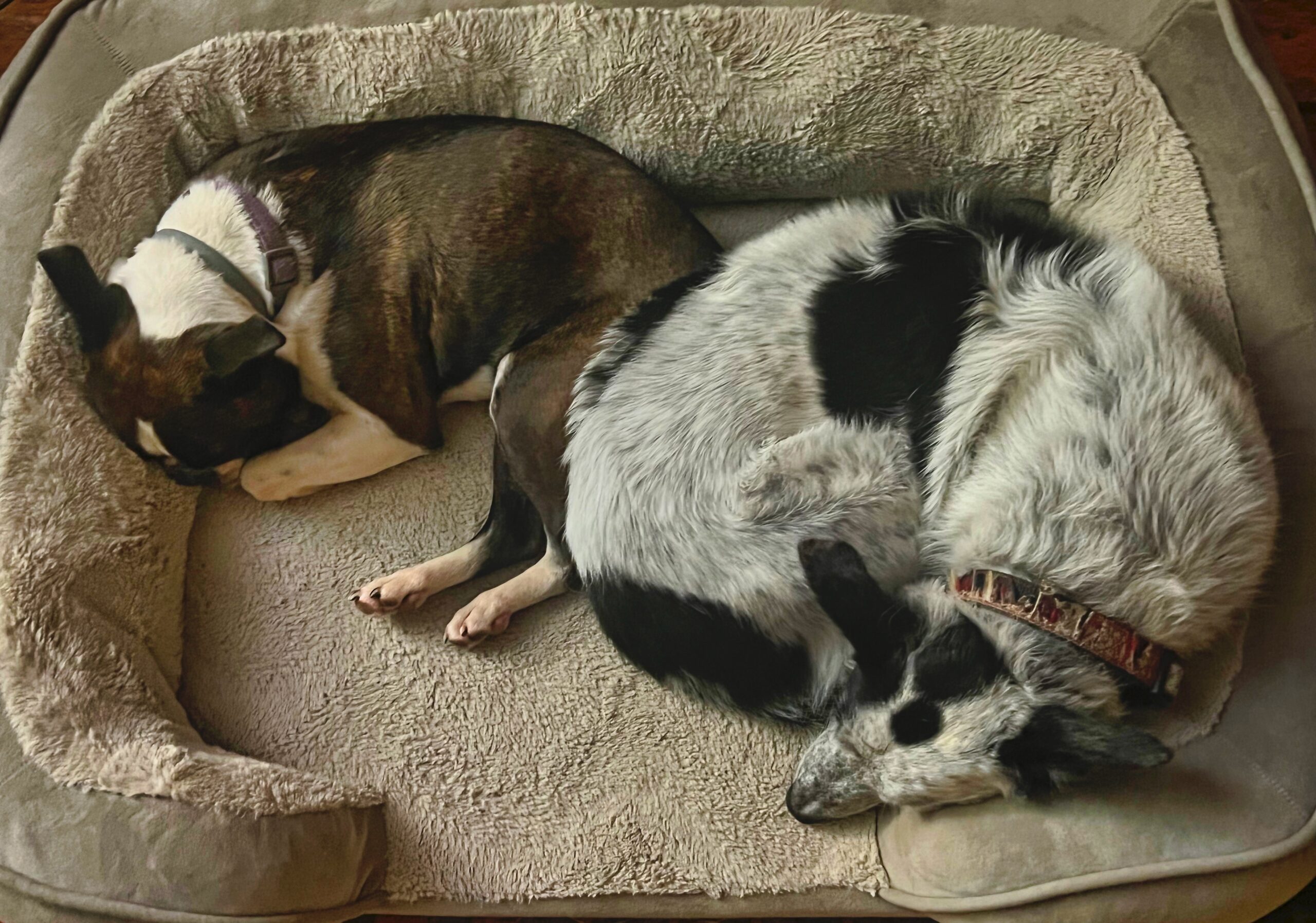 A First For Fate Sharing Her Dog Bed Bedlam Farm