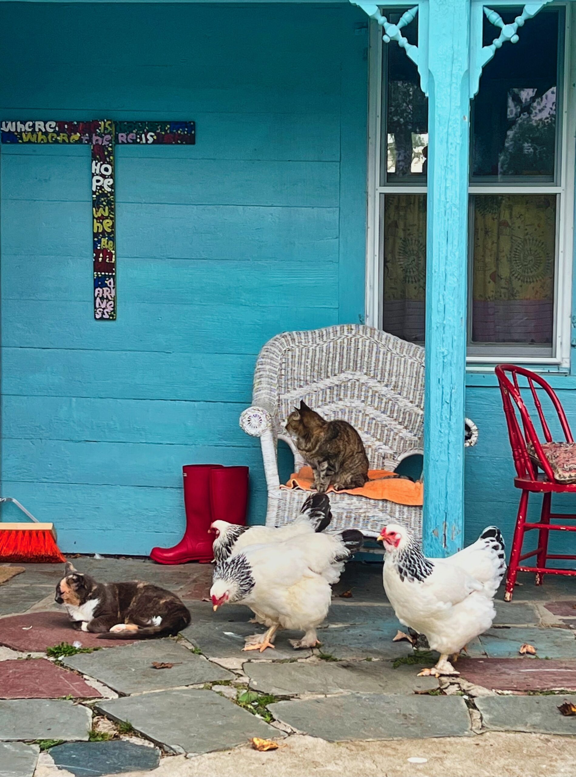 Could It Be Snack Or Dinner Time Bedlam Farm