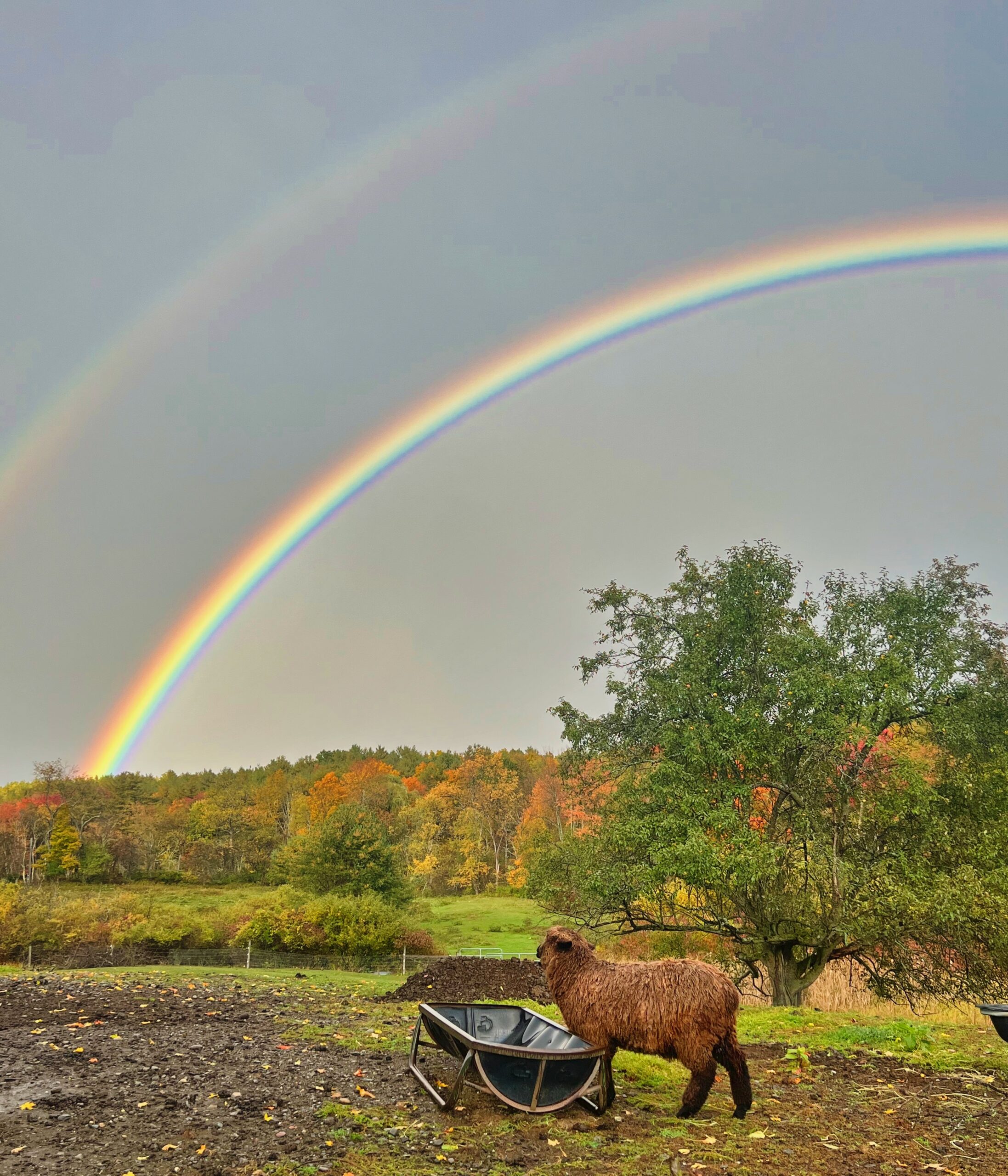 spirits-rising-the-most-beautiful-rainbow-just-appeared-right-over