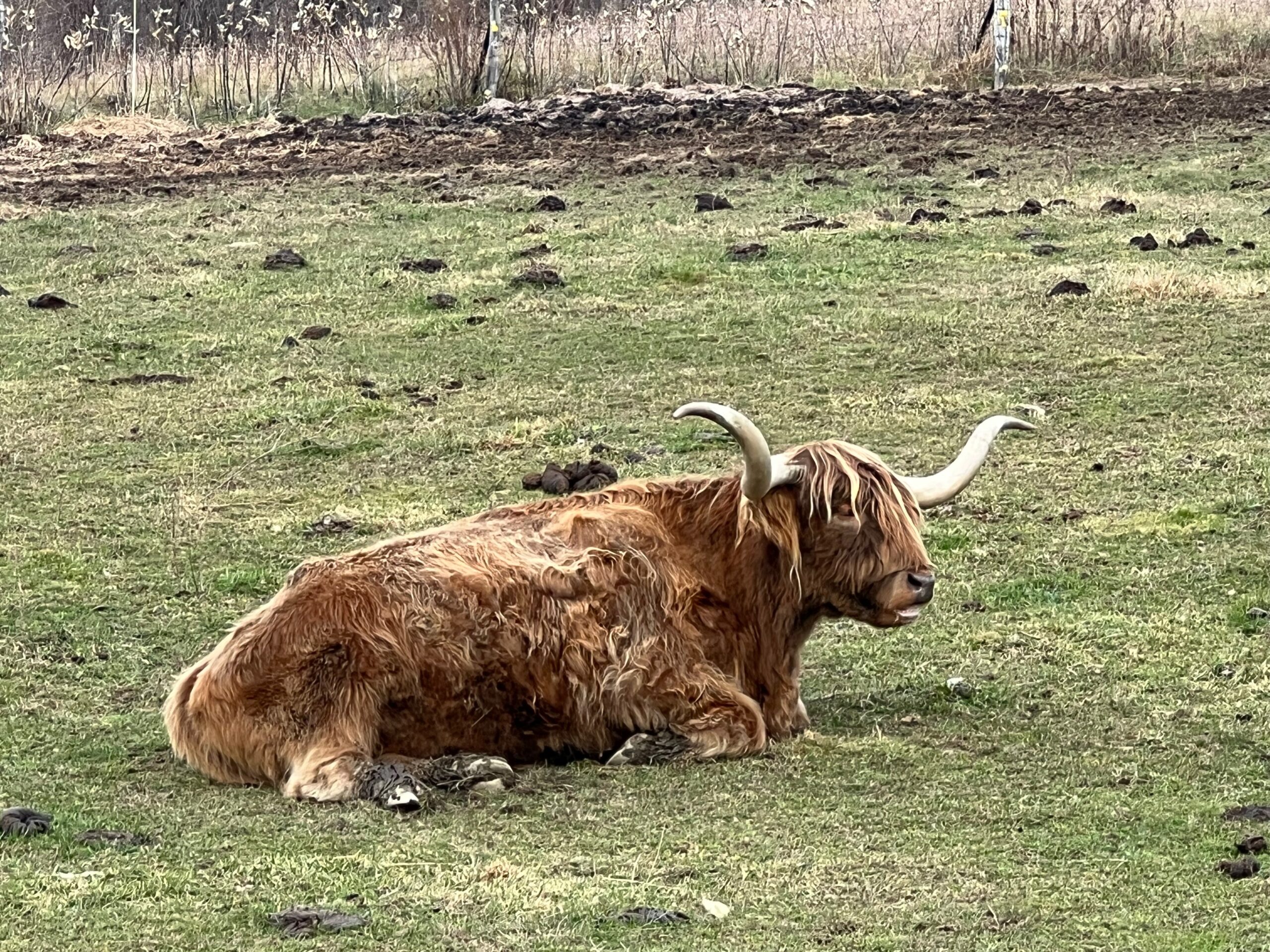Highland cattle - Wikipedia