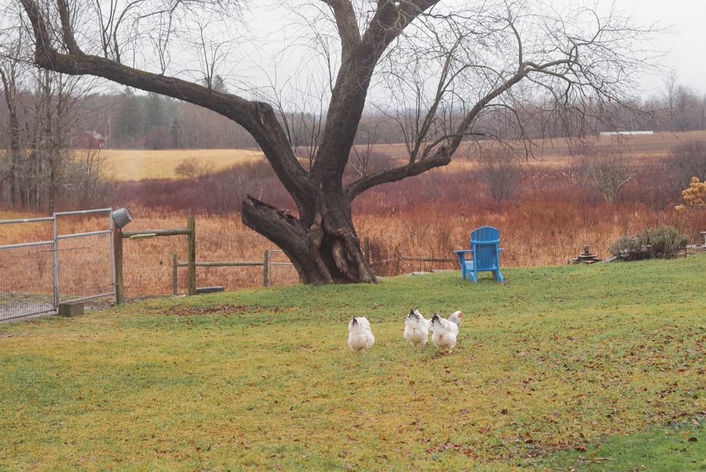 Neither Rain Nor Snow... - Bedlam Farm