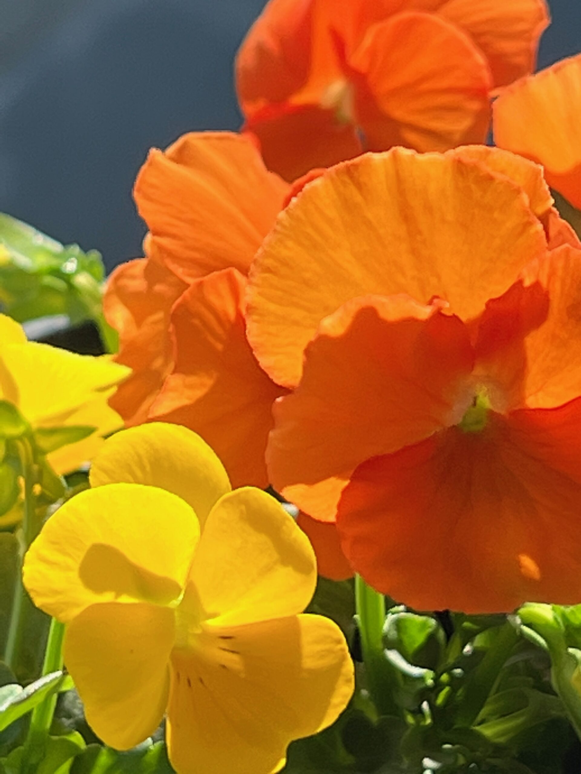 Hail The Hardy Pansies!: My First Flower Photos Of The Year - Bedlam Farm