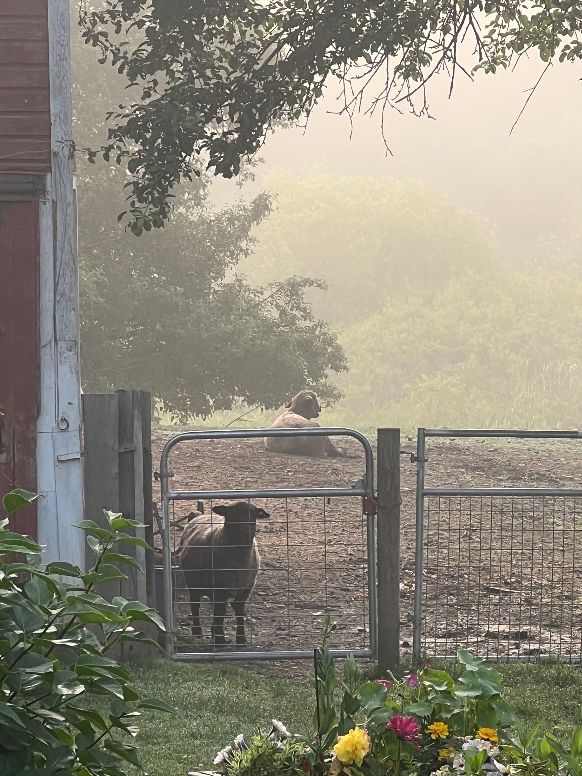 Morning in the misty glade stock image. Image of outdoor - 186990373