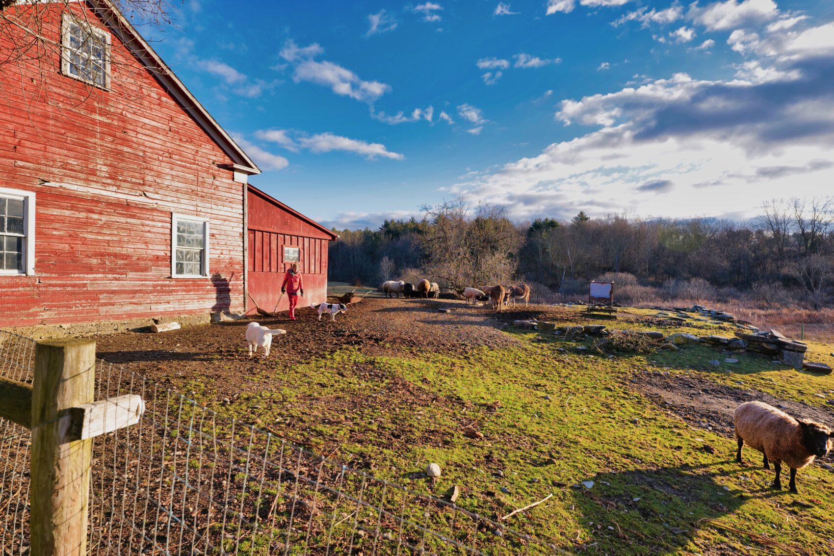 Morning With Zip. Bedlam Farm Photo Journal: Sunrise, Friday, November ...