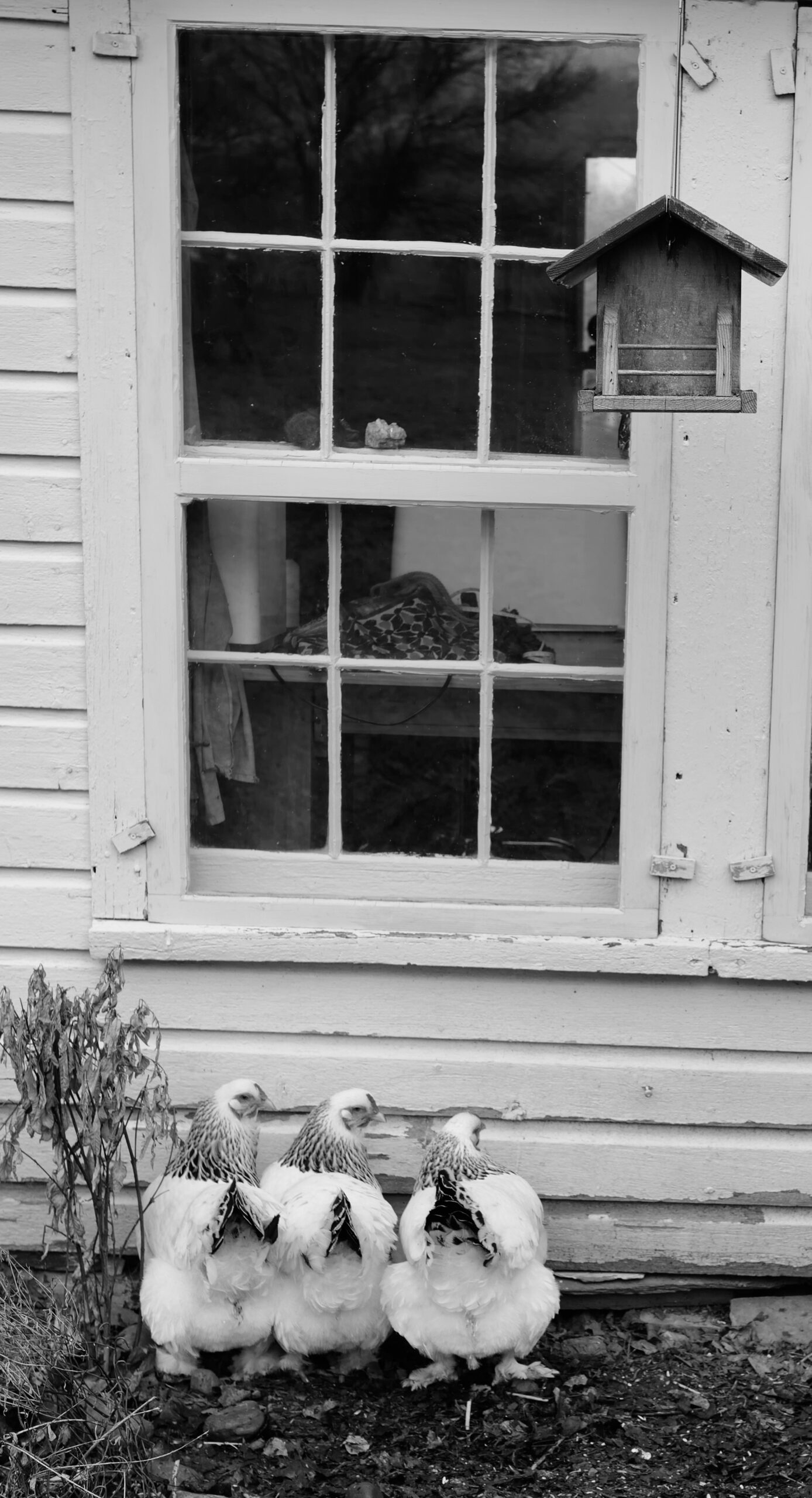 Hail The Humble Clothesline. One Of My Favorite Weekly Photographs - Bedlam  Farm