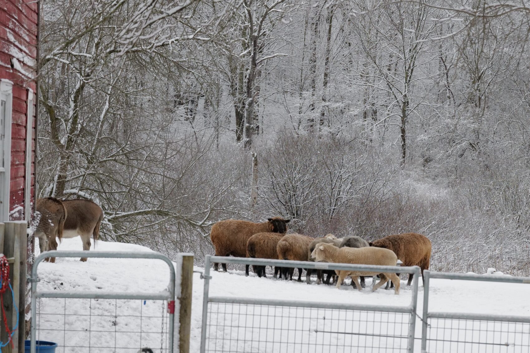 Bedlam Farm Journal: The Winter Pasture Shows It's Teeth. I'm Ready ...