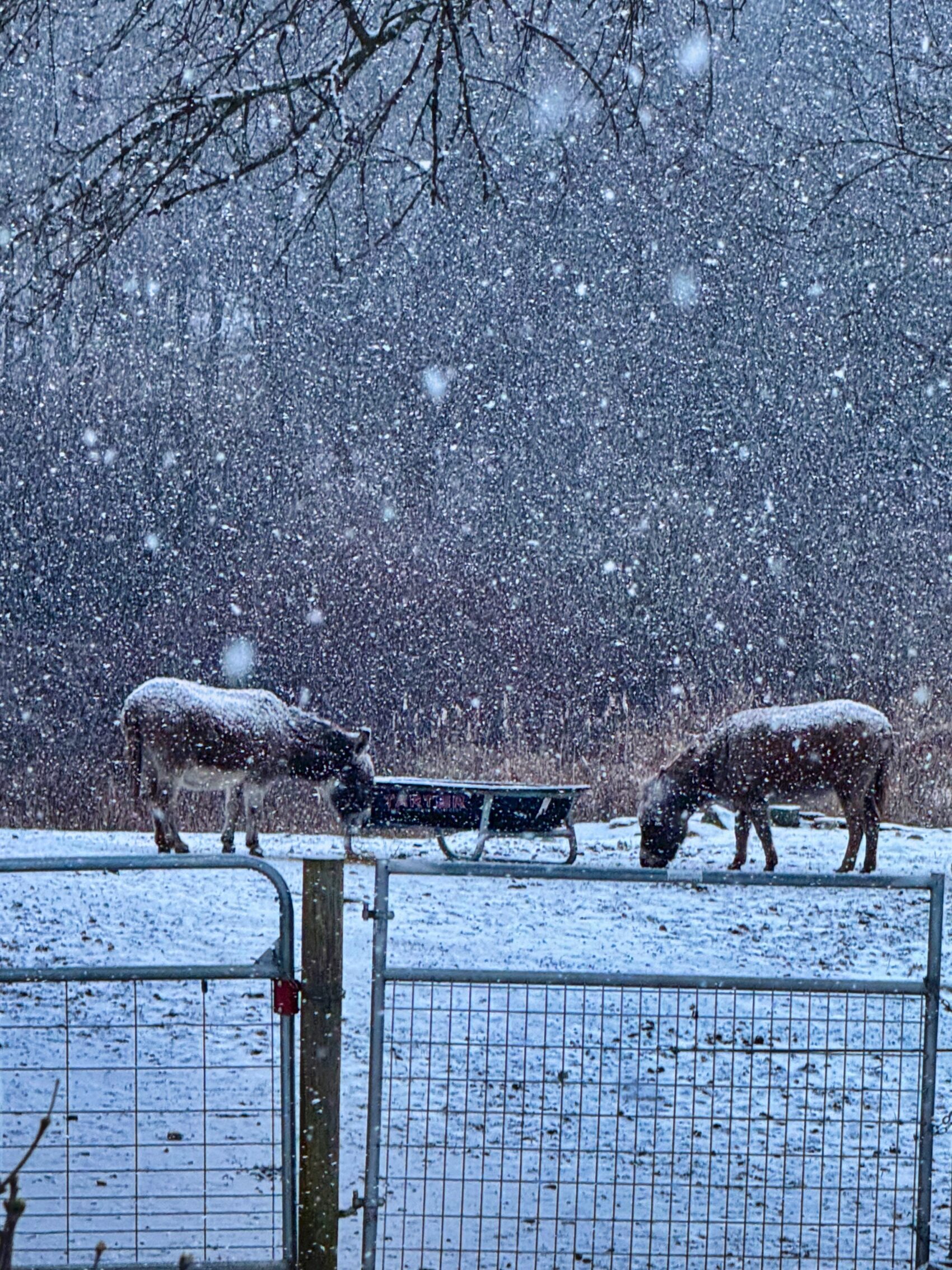 Bedlam Farm Journal Tuesday January 16 2024 Today It S Snow A   Snow One 1 1700x2267 