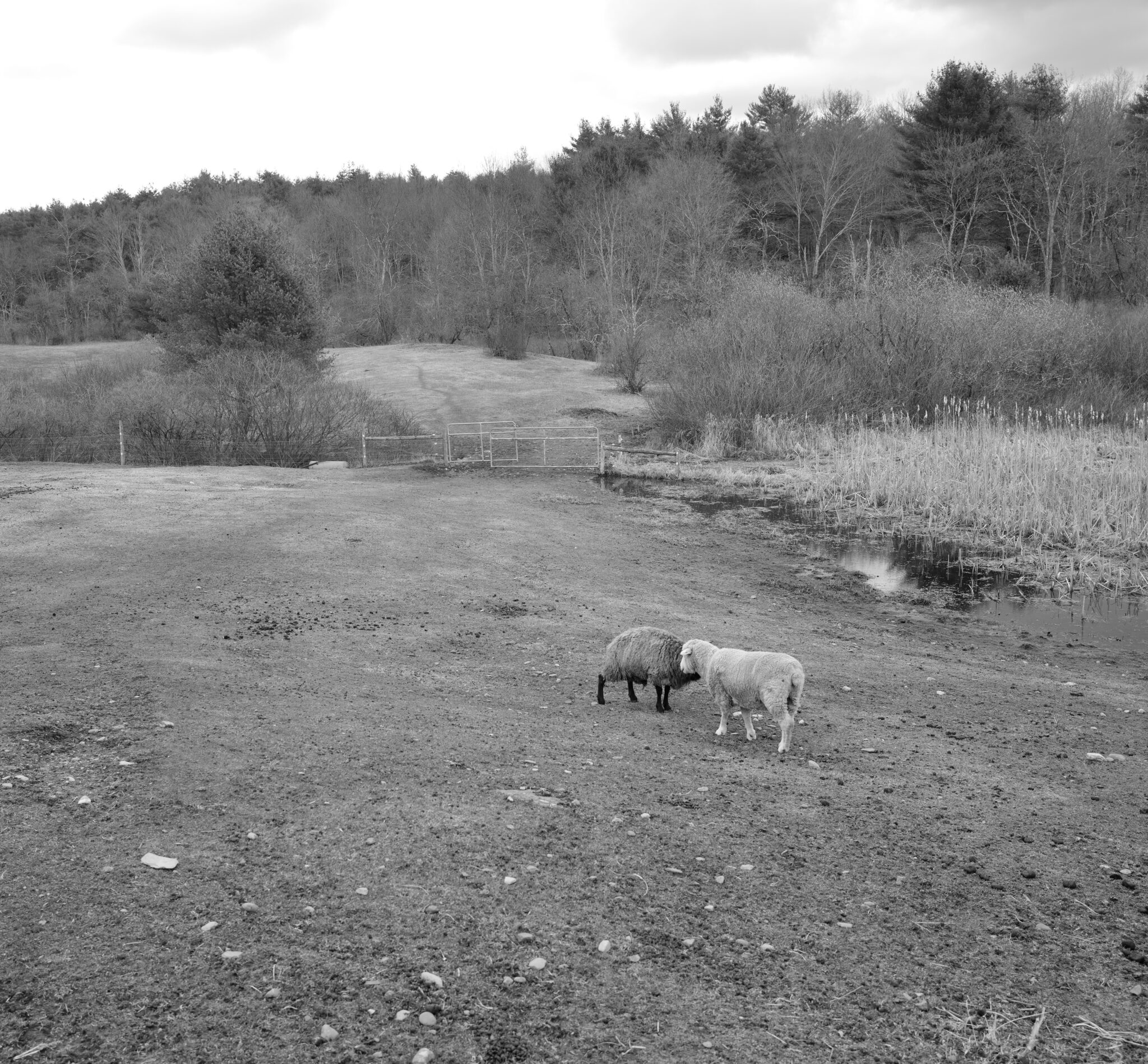 Susie, Our Oldest Sheep Is Dying. We Hope For A Natural Death But Won't ...