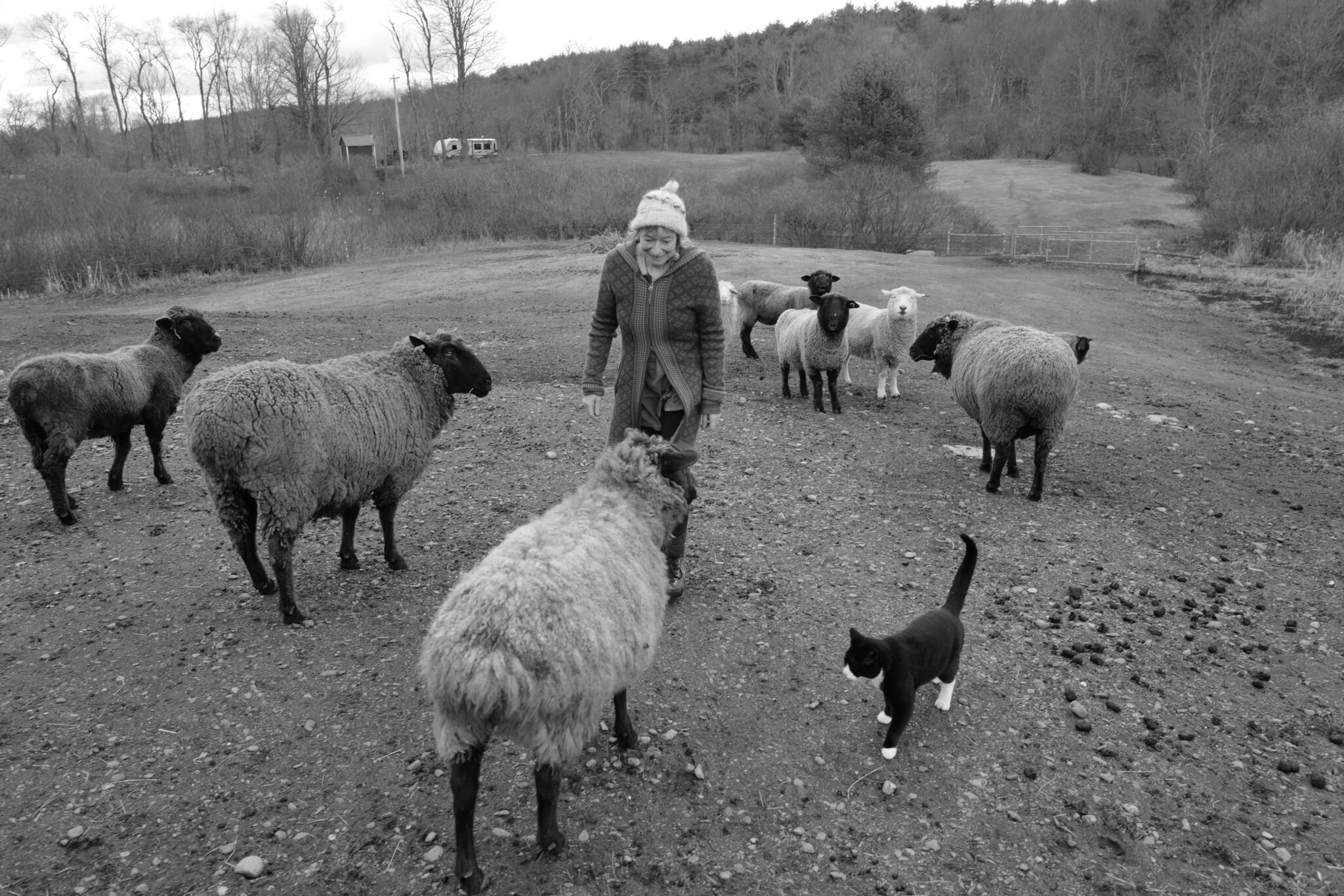 Susie, Our Oldest Sheep Is Dying. We Hope For A Natural Death But Won't ...