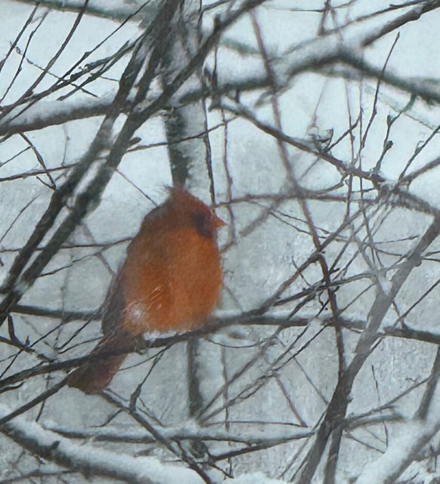 Bird Storm Journal. Food In A Storm - Bedlam Farm