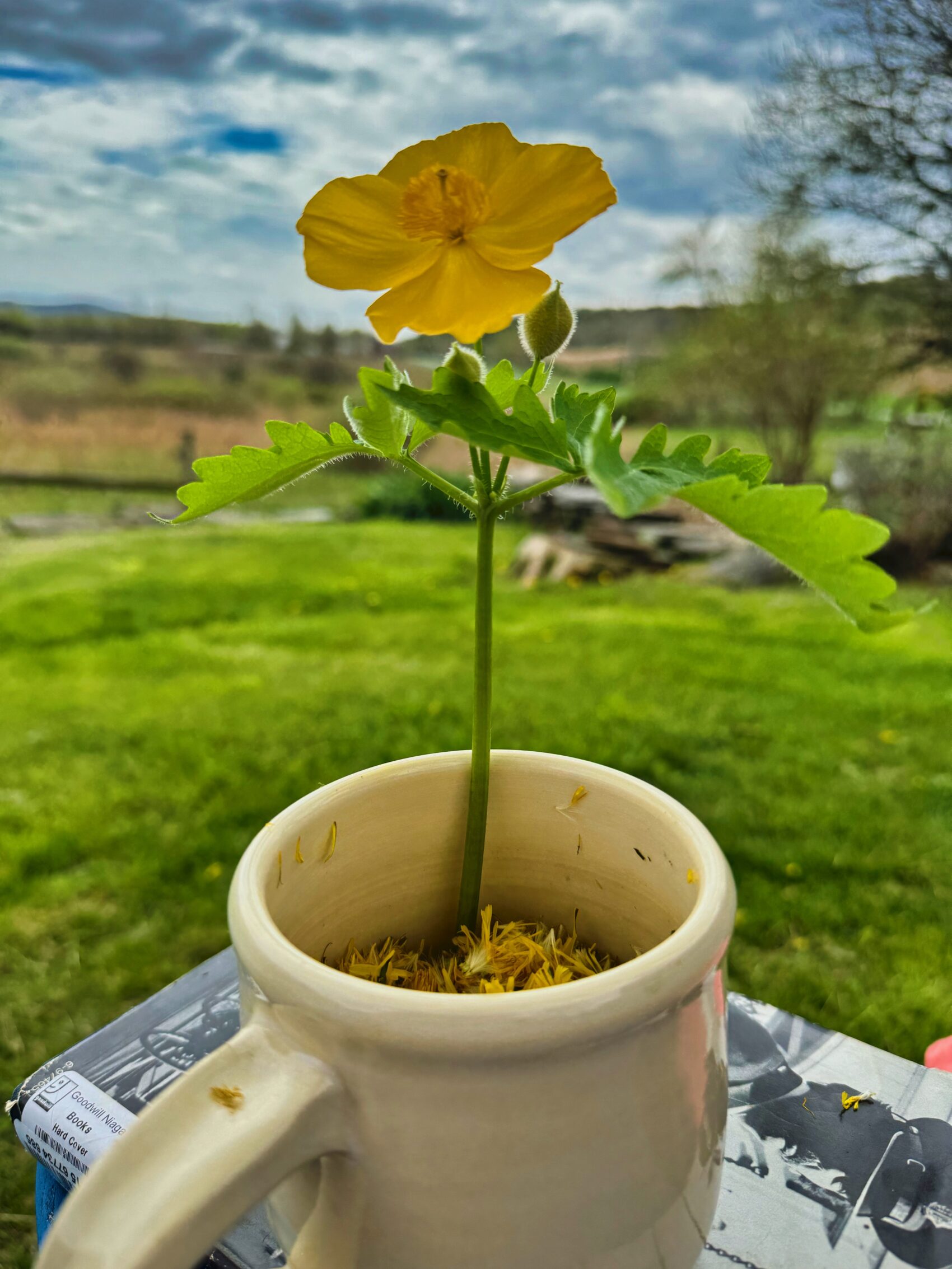 Poppy Pops Up - Bedlam Farm